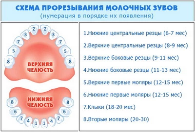 Прорезывание клыков у детей фото