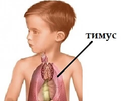 Заболевание вилочковой железы требует срочного лечения